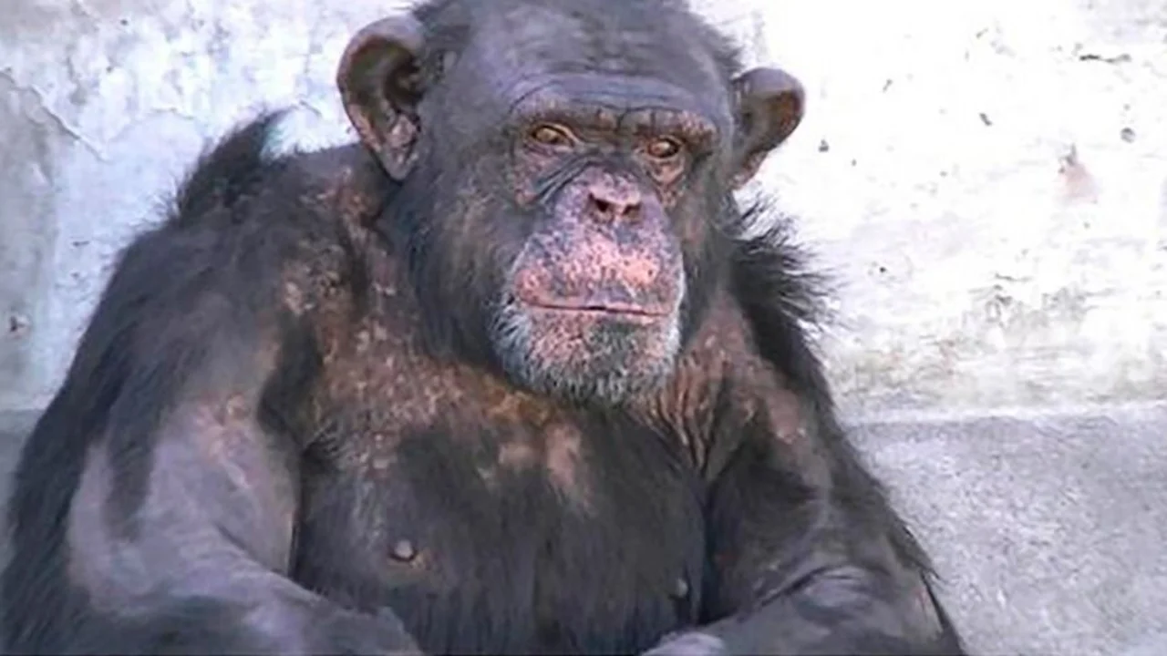 Piden trasladar al chimpancé "Toti" de un zoo de Río Negro a un santuario de Brasil