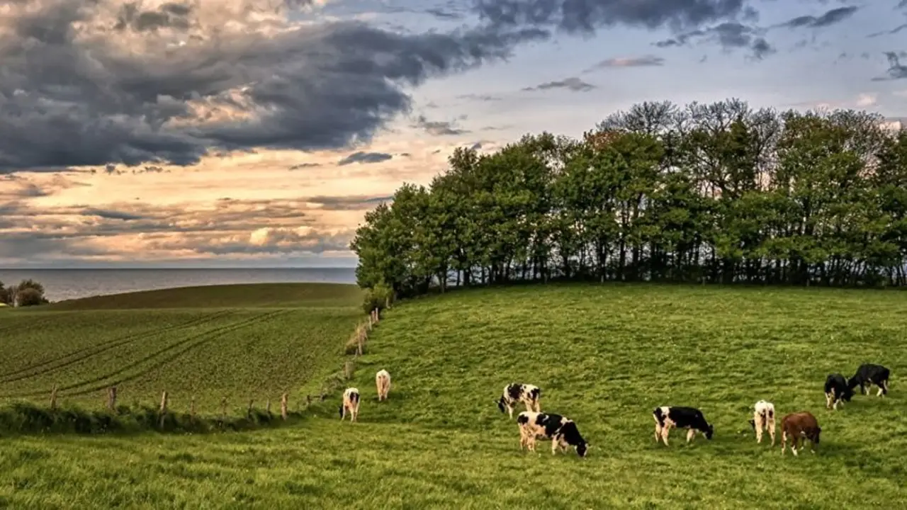 campo