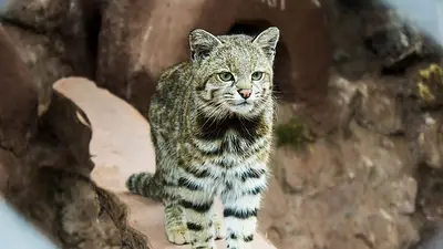 Gato andino Gato andino