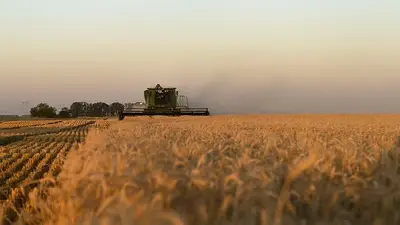 La Bolsa de Cereales estima fuertes mejoras en campaña de trigo y cebada La Bolsa de Cereales estima fuertes mejoras en campaña de trigo y cebada