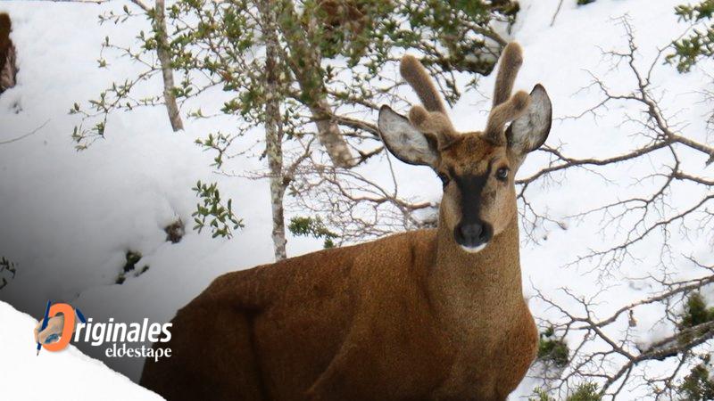 Una pareja de biólogos lucha para salvar al huemul, que está al borde de la extinción