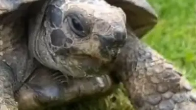 Tommy, la tortuga racista. Video viral en redes sociales. Video viral en Tik Tok. Tommy, la tortuga racista. Video viral en redes sociales. Video viral en Tik Tok.