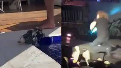 Videos virales graciosos. Perrito se cae al agua dos veces. Cantante de Maná se cae del escenario Videos virales graciosos. Perrito se cae al agua dos veces. Cantante de Maná se cae del escenario