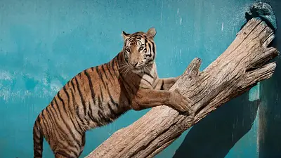 Nace un quinto tigre de Bengala en el Zoológico de La Habana Nace un quinto tigre de Bengala en el Zoológico de La Habana