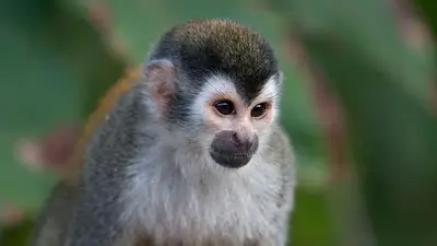 Robo de monos en el ex zoológico de La Plata: ya van dos en un mes Robo de monos en el ex zoológico de La Plata: ya van dos en un mes