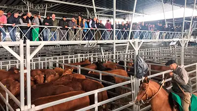 Autorizan a exportación de ganado en pie mientras se derrumba el consumo interno Autorizan a exportación de ganado en pie mientras se derrumba el consumo interno