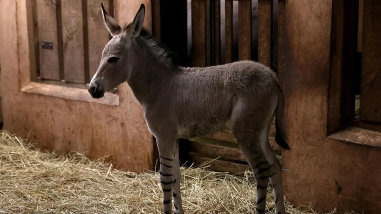 Zoológico de Chile celebra nacimiento de asno salvaje somalí en peligro