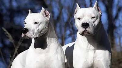 Imputaron al dueño de los dos perros dogo que mataron a una niña de 15 años Imputaron al dueño de los dos perros dogo que mataron a una niña de 15 años