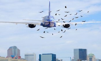 Cómo mejorar la coexistencia entre aves y aviones, según científicos argentinos | Conicet