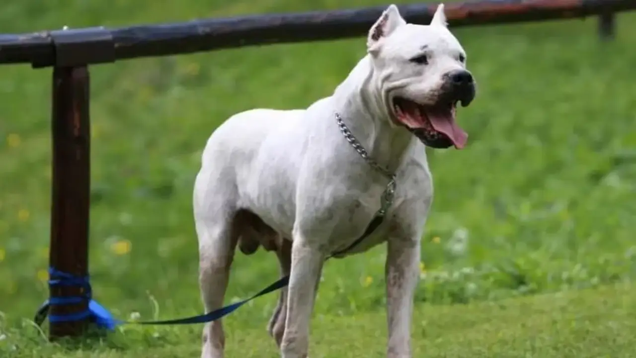 Conmoción en Córdoba: un perro atacó ferozmente a un nene de 2 años y está en grave estado