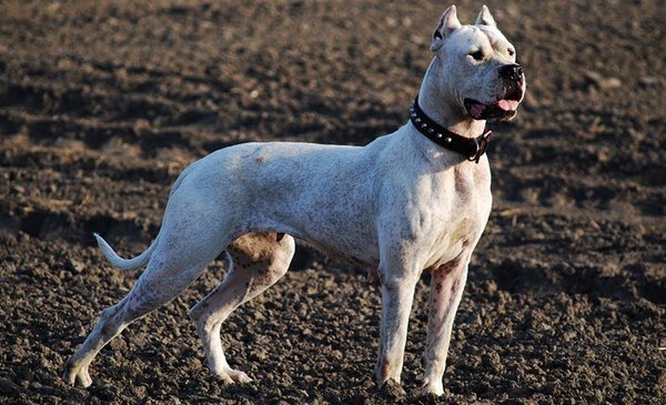 son buenos perros guardianes dogo argentino