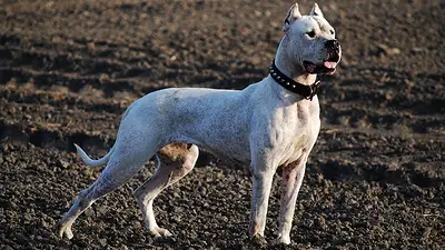 Perro dogo argentino Perro dogo argentino