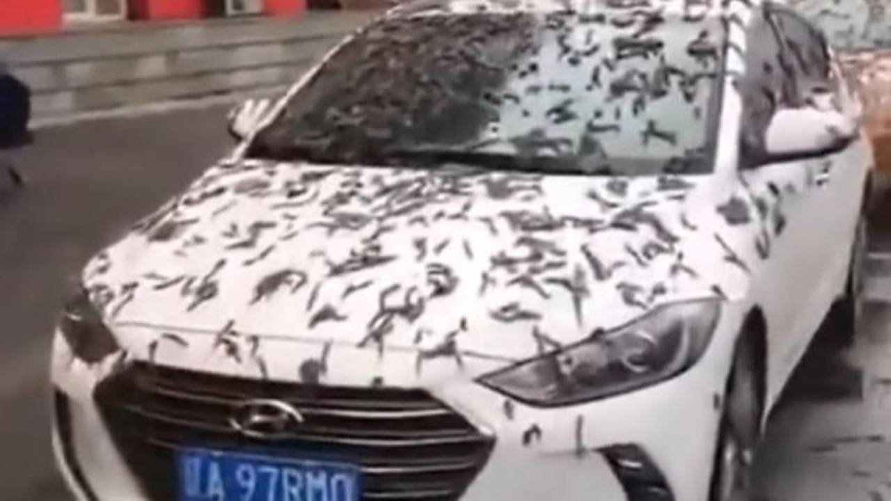 Lluvia de gusanos