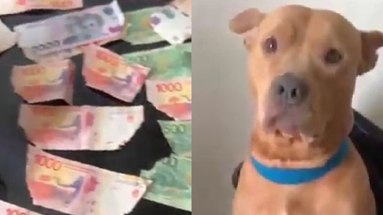Perro se comió los billetes de su dueño y se volvió viral en las redes sociales