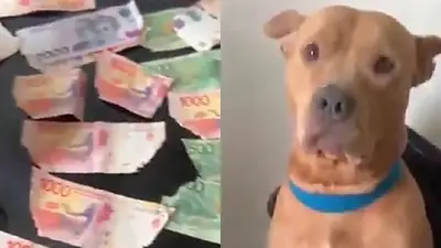 Perro se comió los billetes de su dueño y se volvió viral en las redes sociales Perro se comió los billetes de su dueño y se volvió viral en las redes sociales