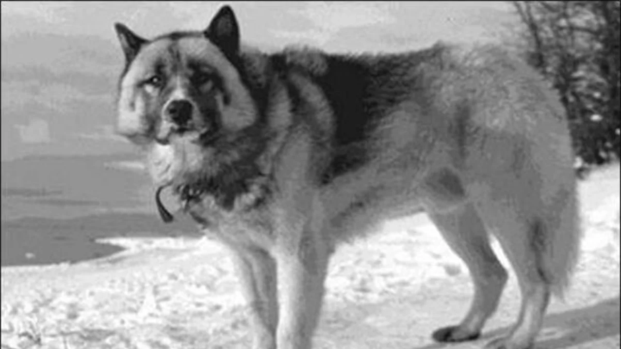Perro Polar Argentino