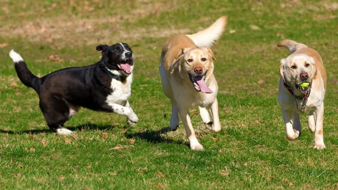 Perros