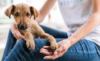 Beta, la app para buscar y adoptar mascotas perdidas o en situación de calle | Animales