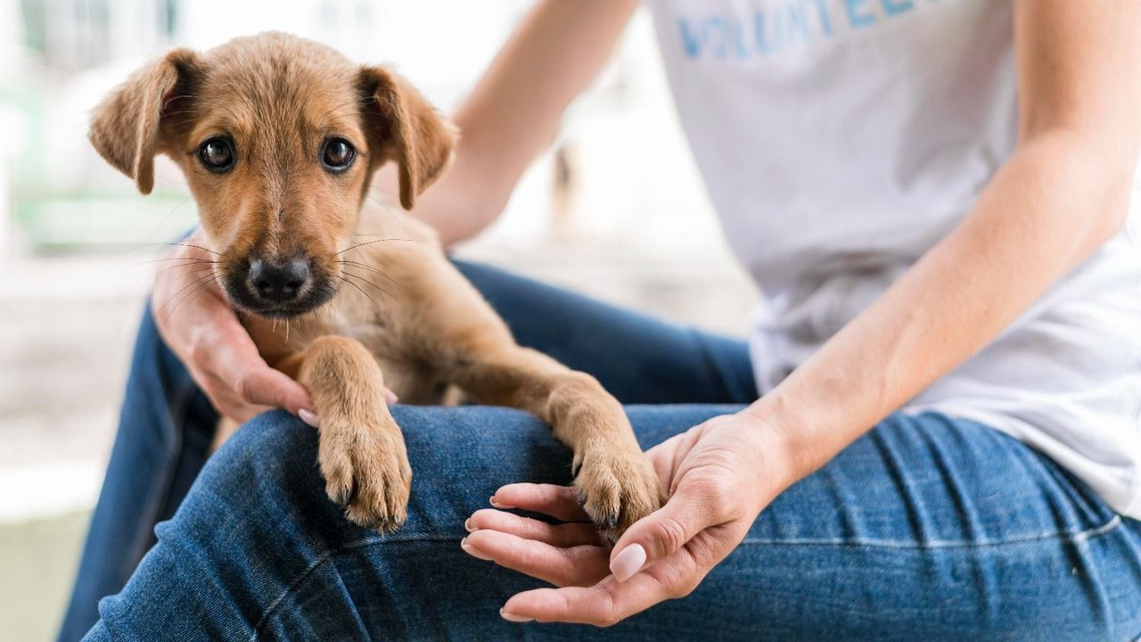 Beta, la app argentina para buscar y adoptar mascotas perdidas o en situación de calle que es furor