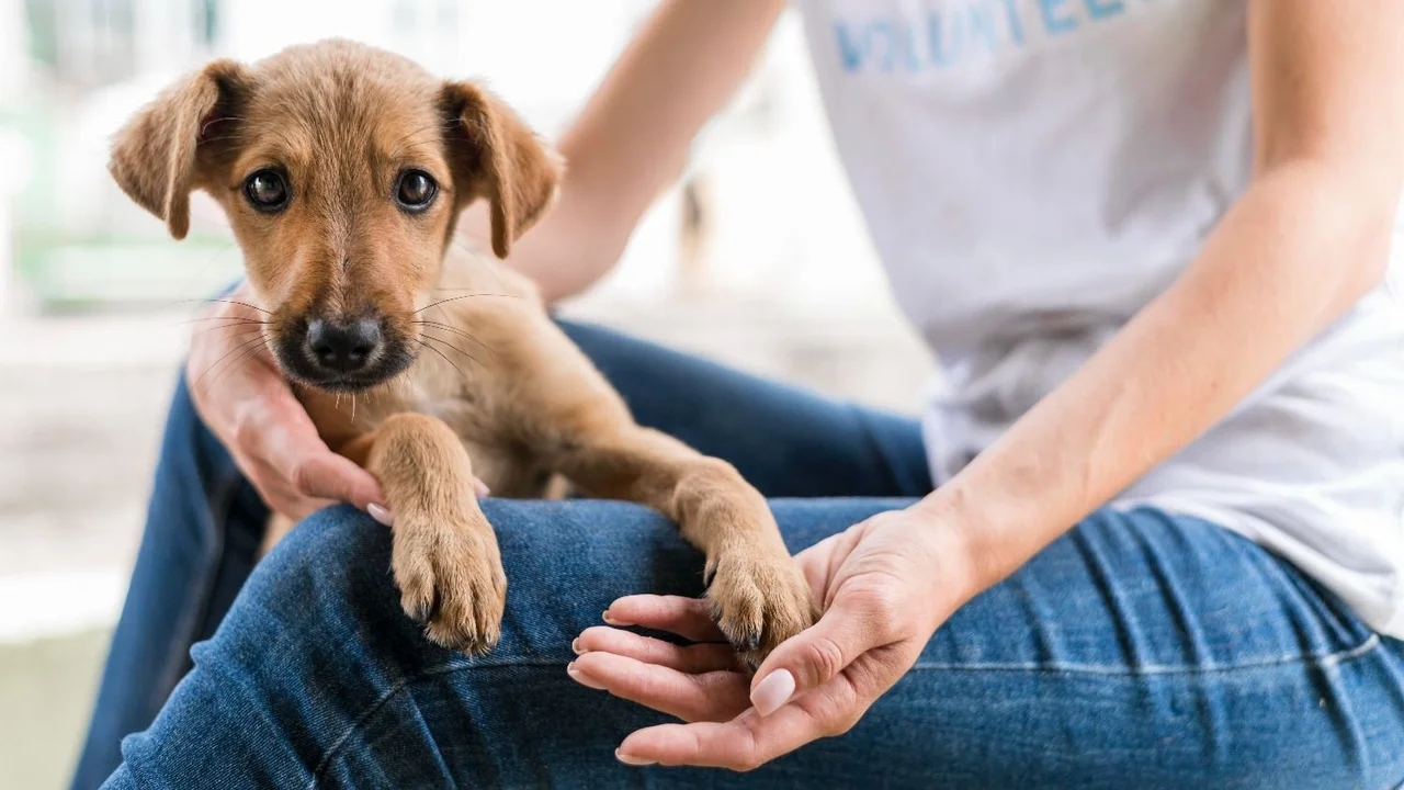 Beta, la app argentina para buscar y adoptar mascotas perdidas o en situación de calle que es furor