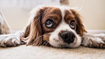 Día del perro Día del perro