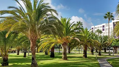 Palmera exterior Palmera exterior