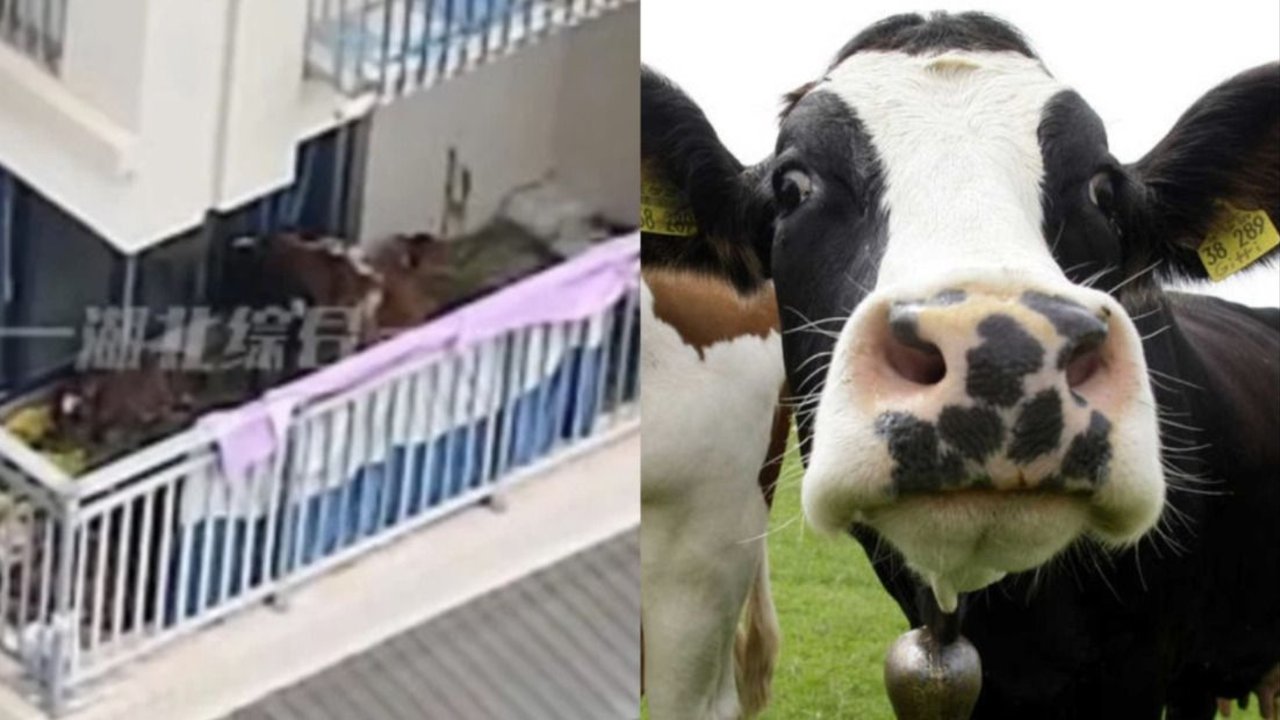 Vacas