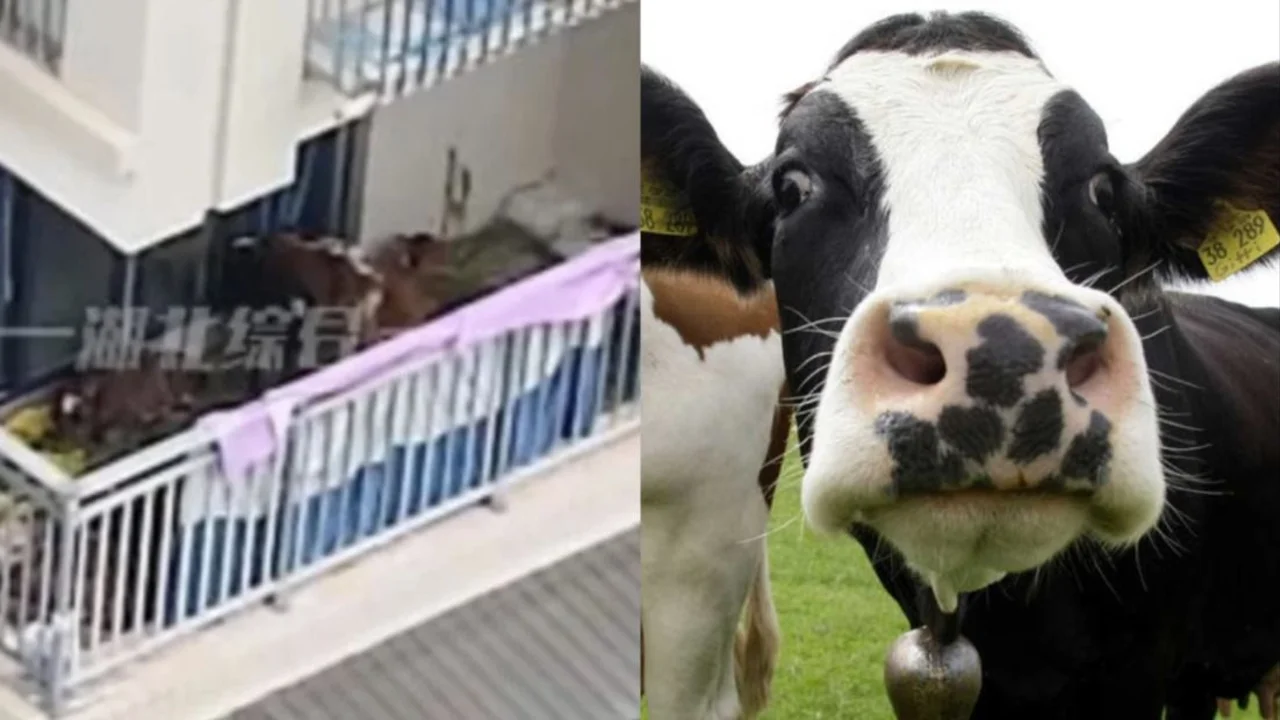 Vacas