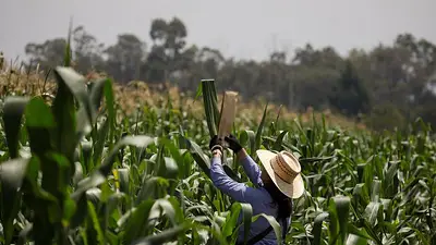 Tras una firma con investigadores cubanos, el Gobierno de Buenos Aires avanza en la investigación genética vegetal Tras una firma con investigadores cubanos, el Gobierno de Buenos Aires avanza en la investigación genética vegetal