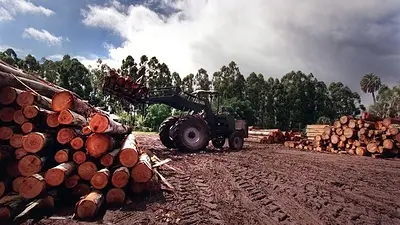 Tiempos difíciles para la industria maderera y forestal de Misiones: los efectos de la paralización de la obra pública Tiempos difíciles para la industria maderera y forestal de Misiones: los efectos de la paralización de la obra pública