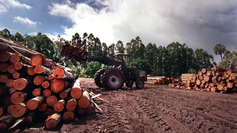 Tiempos difíciles para la industria maderera y forestal de Misiones: los efectos de la paralización de la obra pública