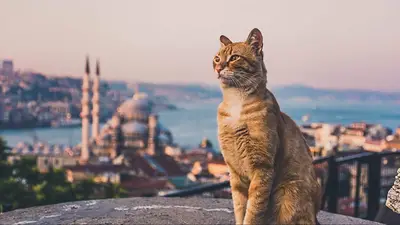 Gatos en estambul. Gatos en estambul.