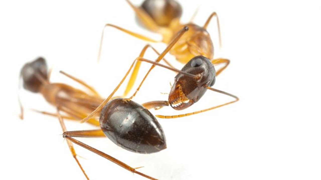 Las hormigas amputan miembros a sus camaradas heridos para salvarles la vida
