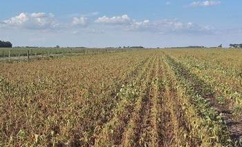 Con la ley de propiedad privada, Milei quiere liberar la extranjerización de la tierra | Soberanía