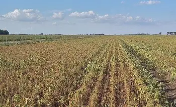Con la ley de propiedad privada, Milei quiere liberar la extranjerización de la tierra | Soberanía