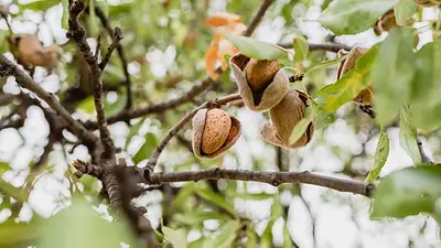 Almendras Almendras