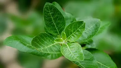 Ashwagandha. Ashwagandha.