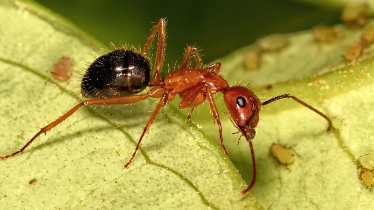 Descubrieron a las primeras hormigas cirujanas, que tienen una estrategia única de supervivencia