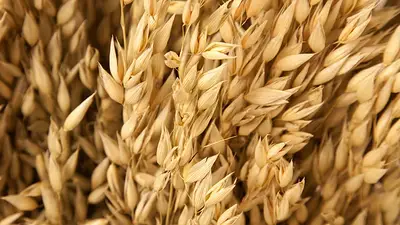 Avena Avena