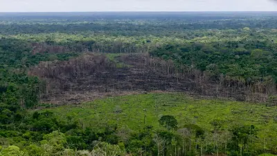 Deforestación en Colombia cayó a su nivel más bajo en 23 años Deforestación en Colombia cayó a su nivel más bajo en 23 años