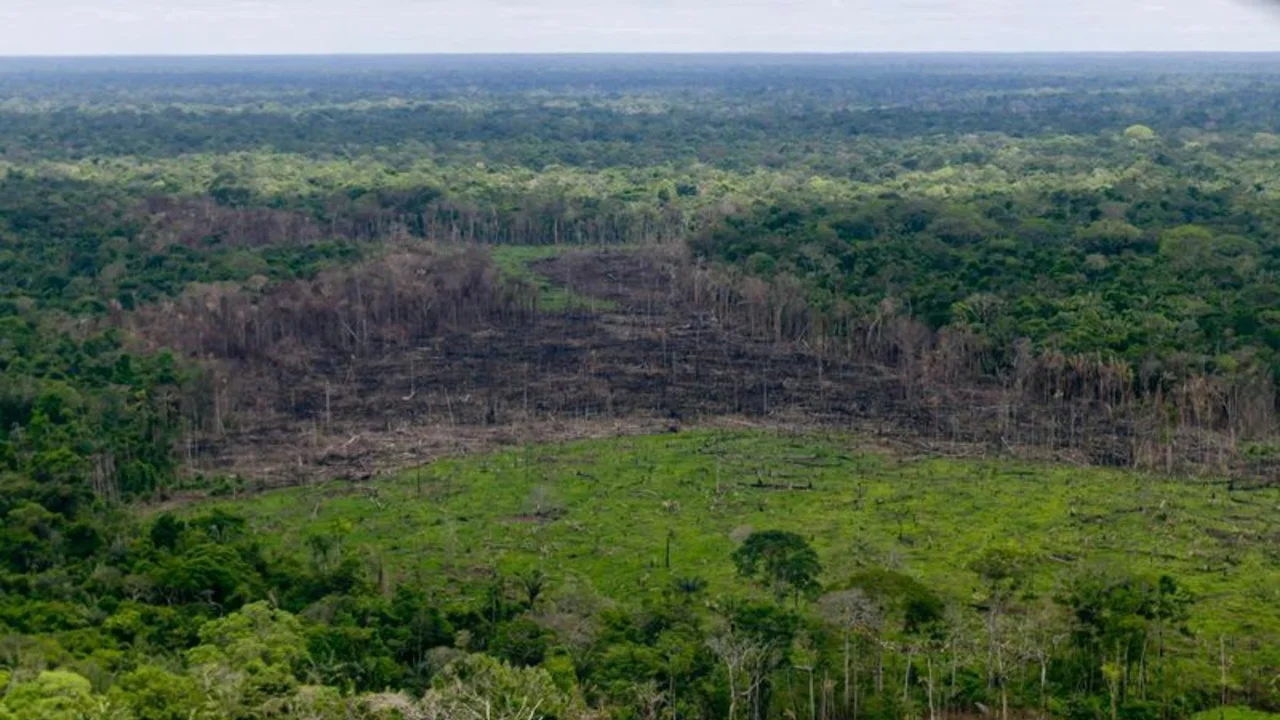 Deforestación en Colombia cayó a su nivel más bajo en 23 años