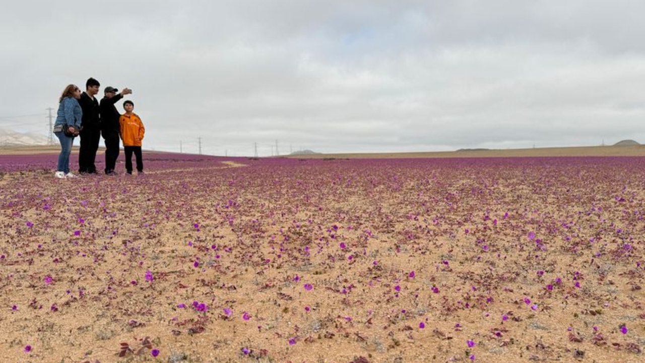 Desierto chileno sorprende a visitantes con inesperada floración en invierno austral