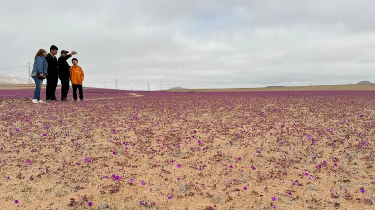 Desierto chileno sorprende a visitantes con inesperada floración en invierno austral