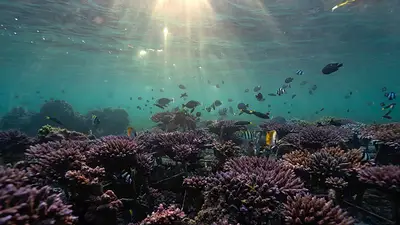 Indonesia y EEUU sellan canje de deuda por arrecifes de coral por 35 millones de dólares Indonesia y EEUU sellan canje de deuda por arrecifes de coral por 35 millones de dólares