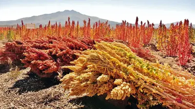 Plantaciones de Quinoa Plantaciones de Quinoa