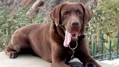 Caso Loan: murió uno de los perros que participó de la búsqueda del niño en Corrientes Caso Loan: murió uno de los perros que participó de la búsqueda del niño en Corrientes