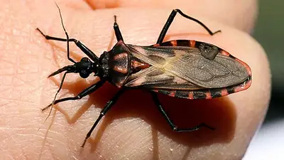 Mal de Chagas en el norte: Formosa desplegó un importante operativo de seguridad y busca prevenir casa por casa Mal de Chagas en el norte: Formosa desplegó un importante operativo de seguridad y busca prevenir casa por casa
