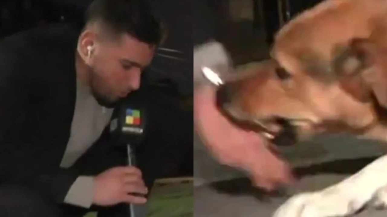 Perro mordió a periodista de América TV en vivo