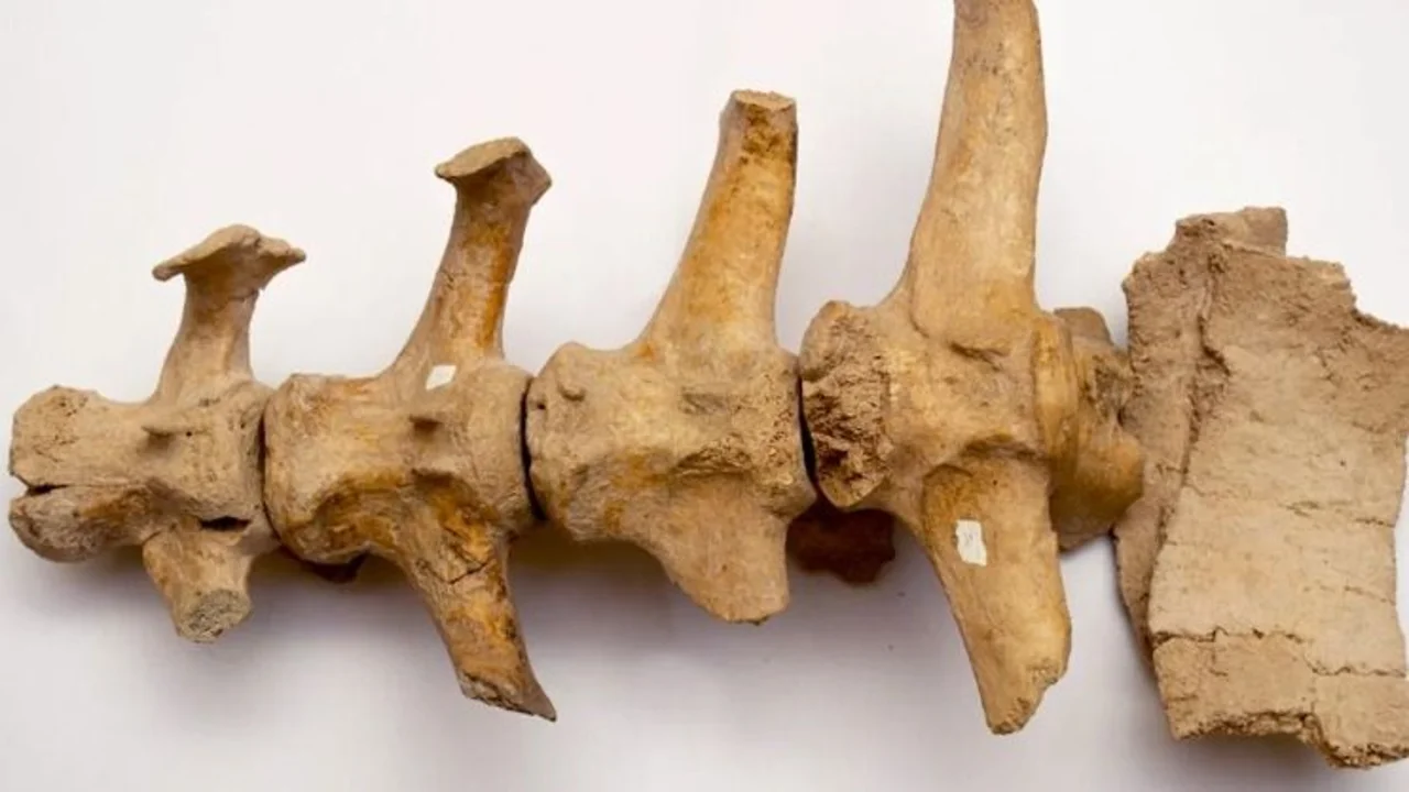Hallazgo clave del gliptodonte: cómo llegaron los expertos argentinos a las conclusiones que pueden cambiar la historia de Sudamérica