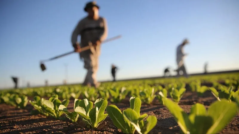 Agricultura: Formosa avanza con la planificación de políticas destinadas a los productores locales
